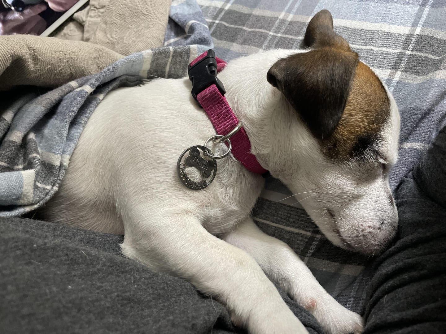 Customer photo review of Light Hollow Tag