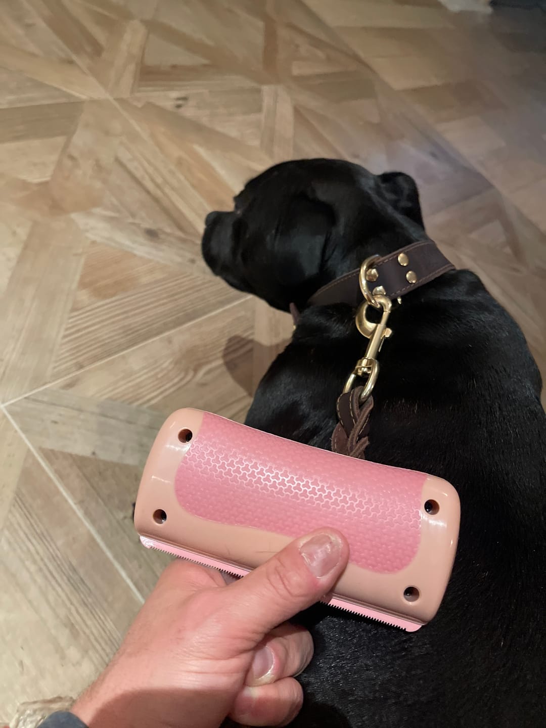 Customer photo review of Dog Deshedding Comb - Dog, Horse & Cat - Pink