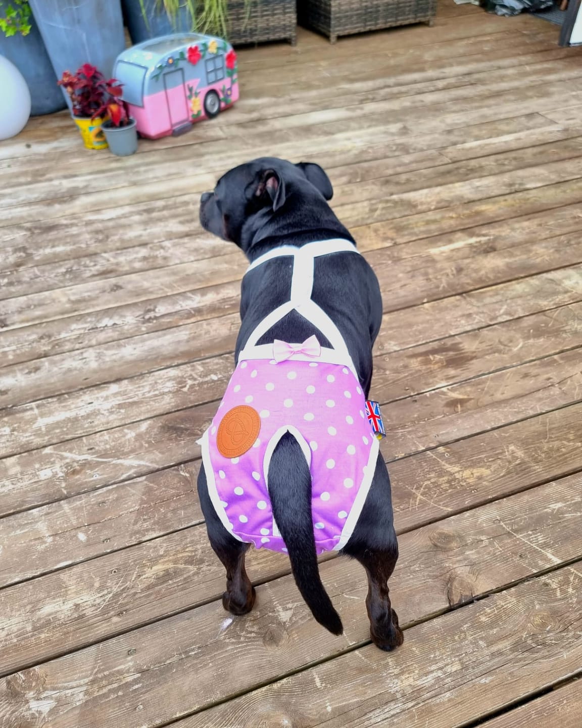 Customer photo review of Staffordshire Bull Terrier 1935® Hygiene Panties with Suspenders - Daisy
