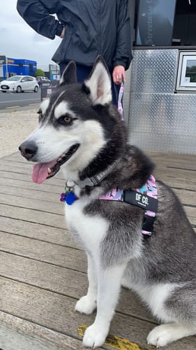 Customer photo review of Dog Poop Bag Holder