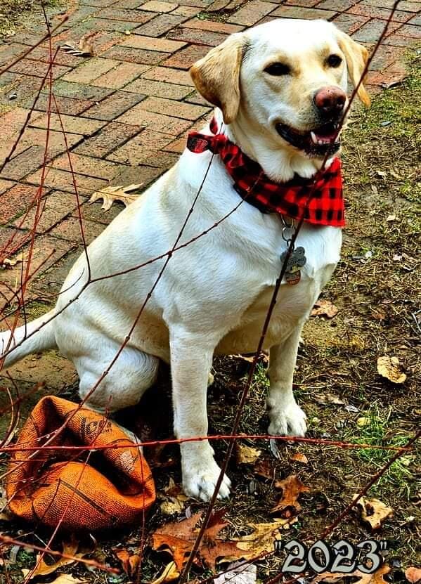Customer photo review of Hollow-carved Dog ID Tags