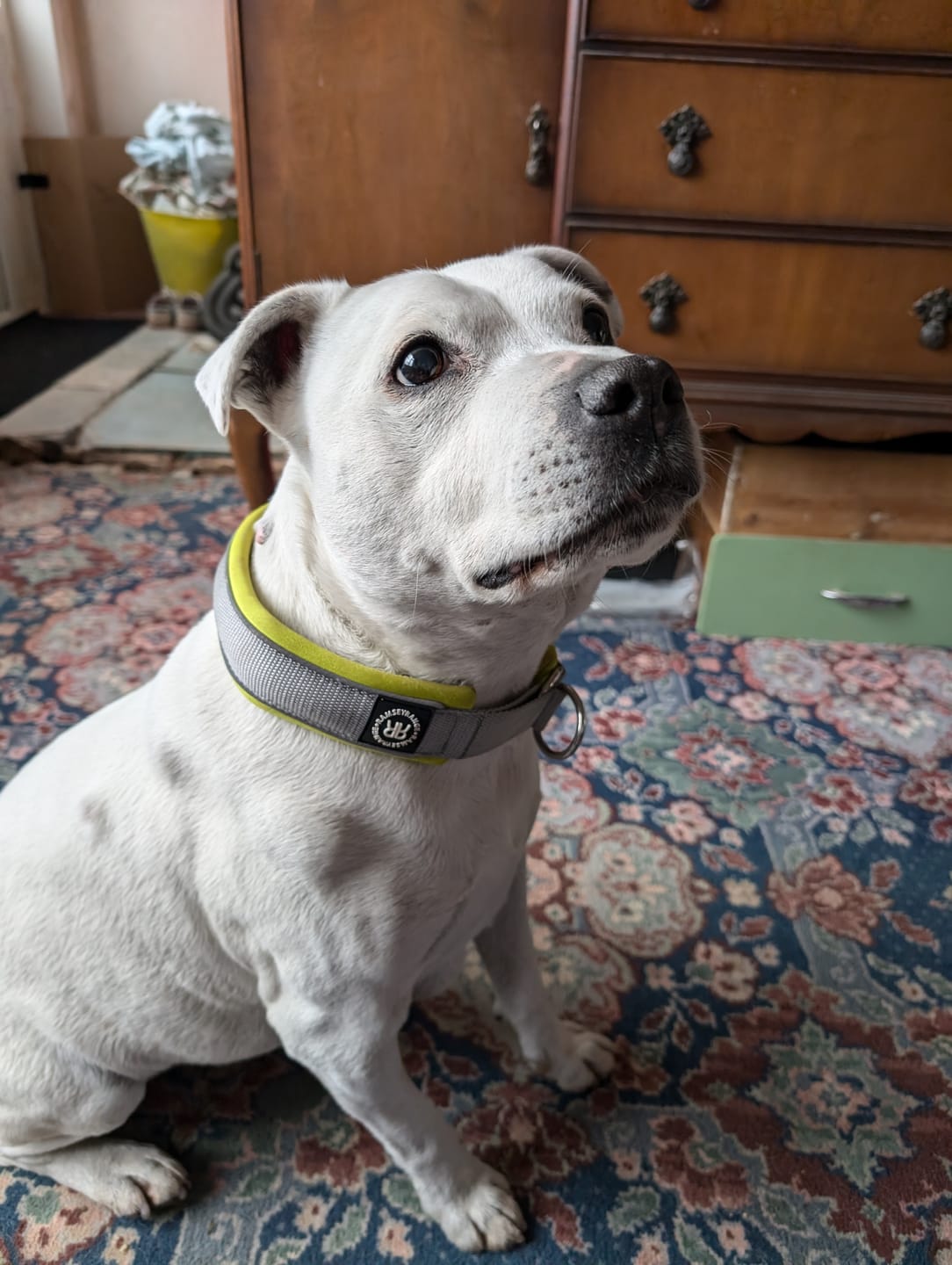 Customer photo review of 4cm Slip on Collar | Foam Padded - Metal Grey x Neon