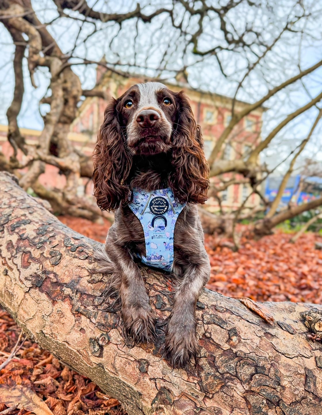 Customer photo review of Disney© Tough Trails™ Harness - Eeyore