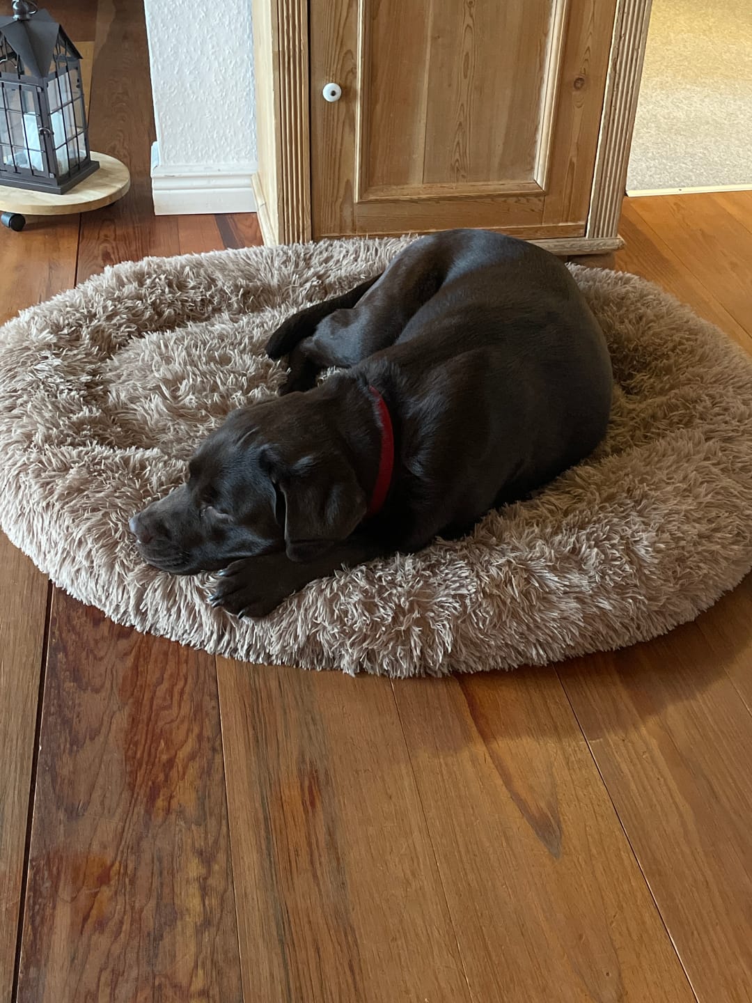 Customer photo review of THE ORIGINAL - Donut hundeseng (coffee)