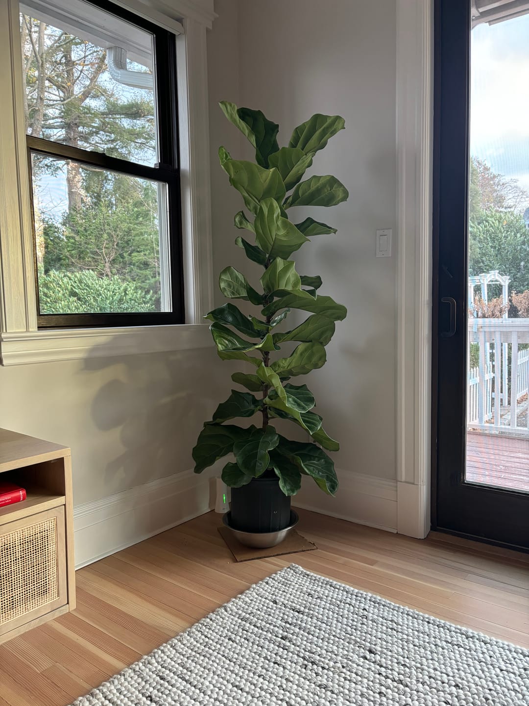 Customer photo review of Fiddle Leaf Fig (Ficus Lyrata)