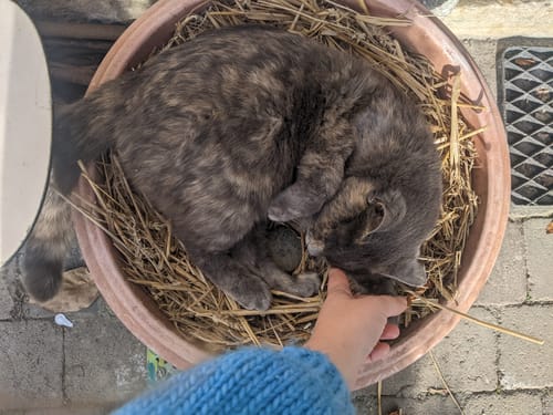 Avis photo d'un client sur Croquettes Chat Stérilisé Sans Céréales - Poulet