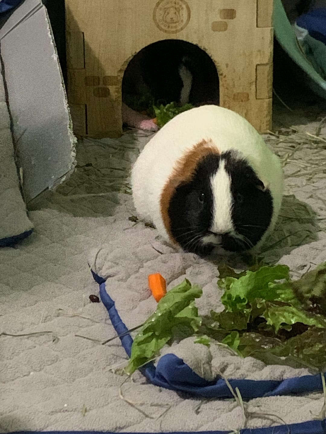 Customer photo review of Guinea Pig Wooden Castle Hidey