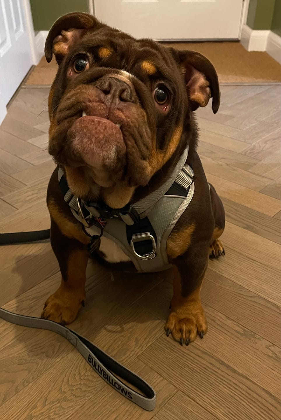 Customer photo review of 4cm Combat® Collar | Rated Clip - NO HANDLE - Metal Grey