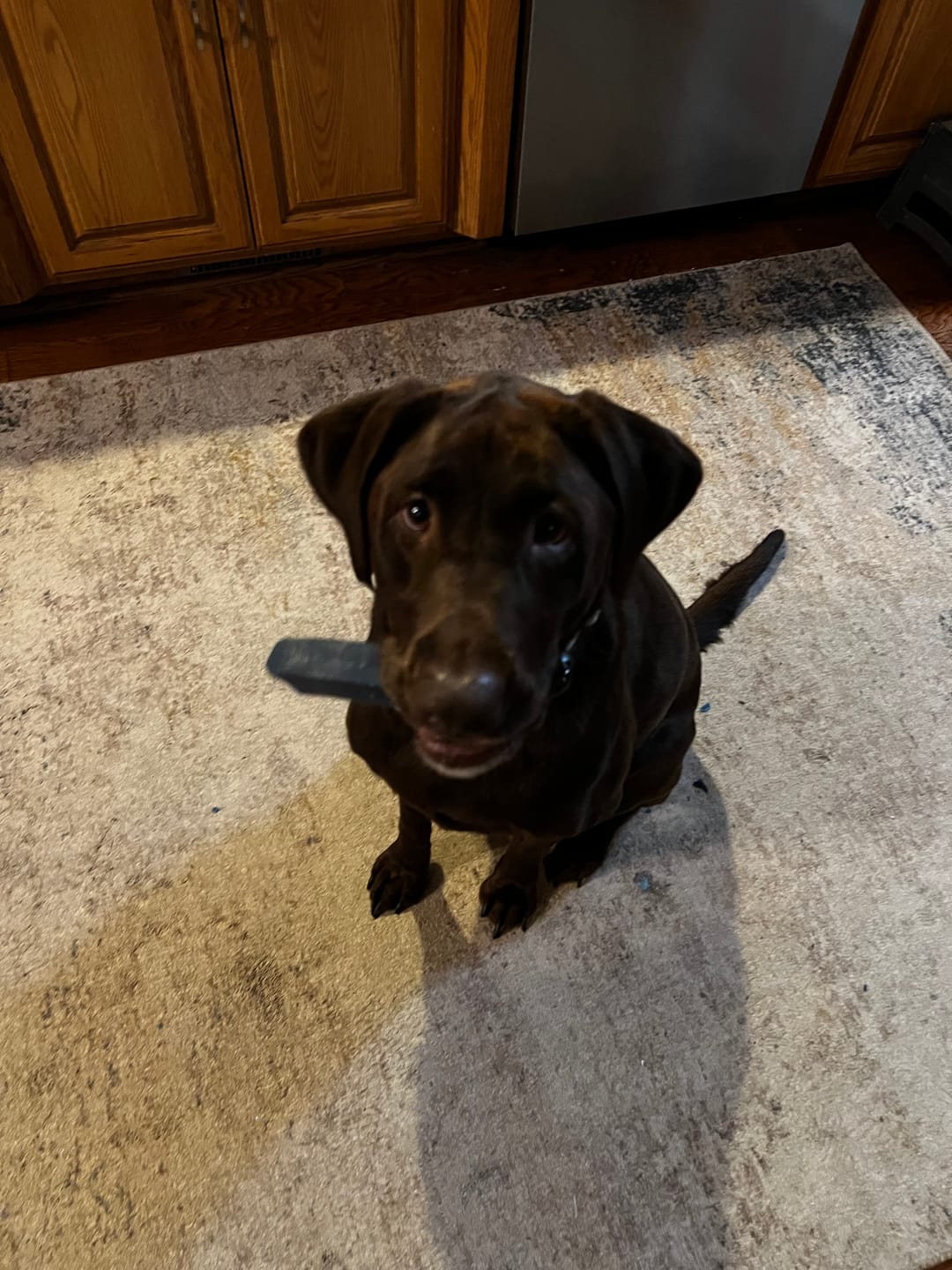 Customer photo review of Himalayan Yak Chew (LARGE)