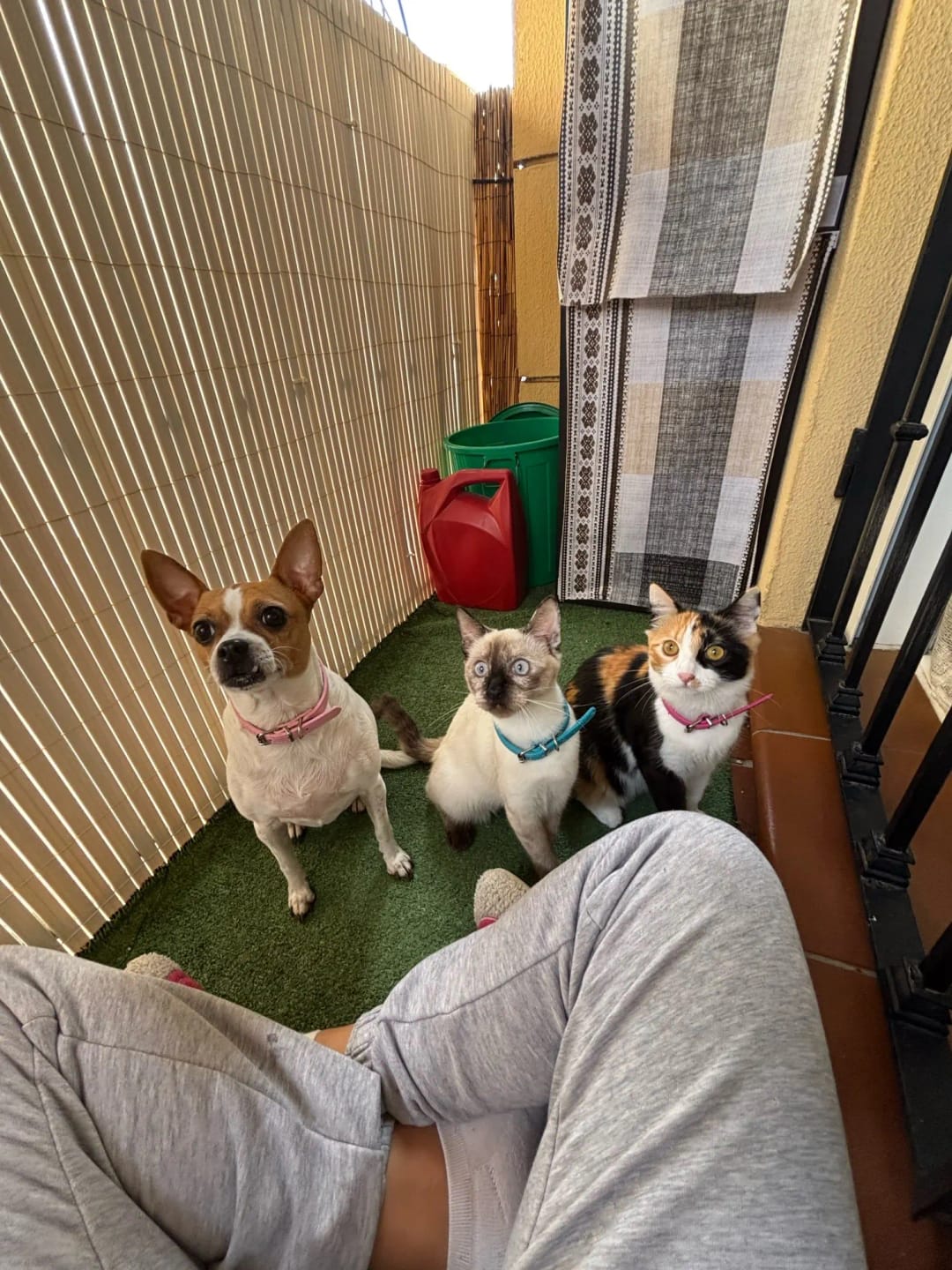 Customer photo review of Personalized PU Leather Pet Collar with Carved Name ID and Anti-Lost Feature - For Dogs and Cats