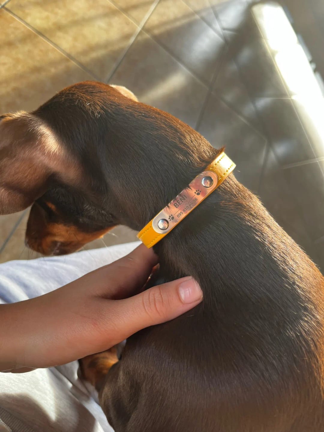 Customer photo review of Personalized PU Leather Pet Collar with Carved Name ID and Anti-Lost Feature - For Dogs and Cats