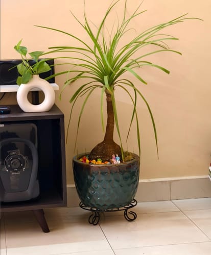 Customer photo review of United Crafts Lilly Stands for Planters/Elegant Home & Garden Décor