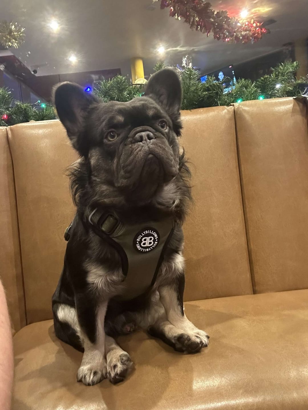 Customer photo review of Comfort Premium Harness | Non Restrictive - Khaki