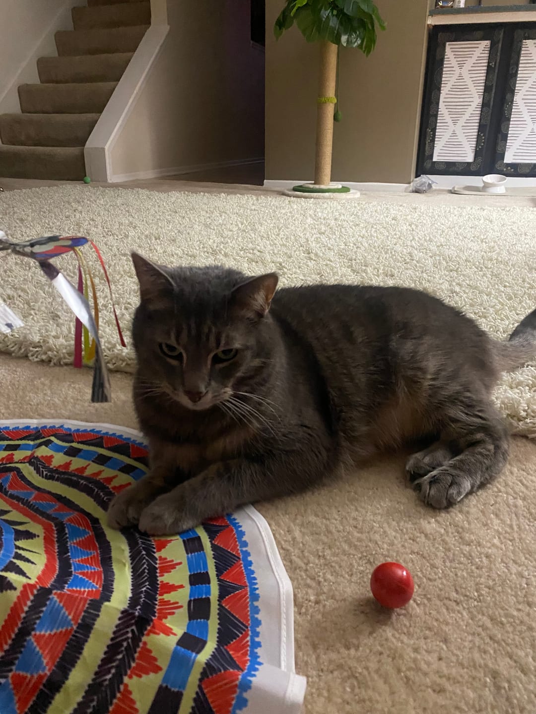Customer photo review of NEW! - Pop 'n Purr Mix