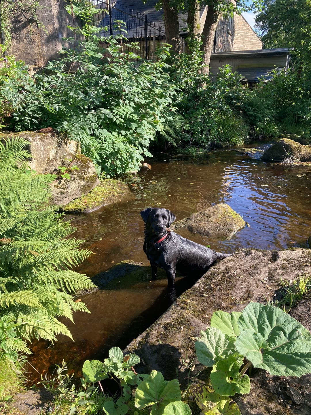 Customer photo review of Scottish Salmon Dry Food