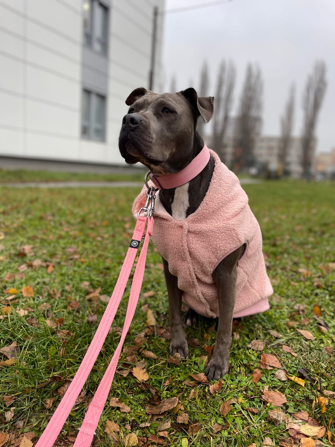 Customer photo review of Training Double Ended Dog Lead | 2m Length -  Pink