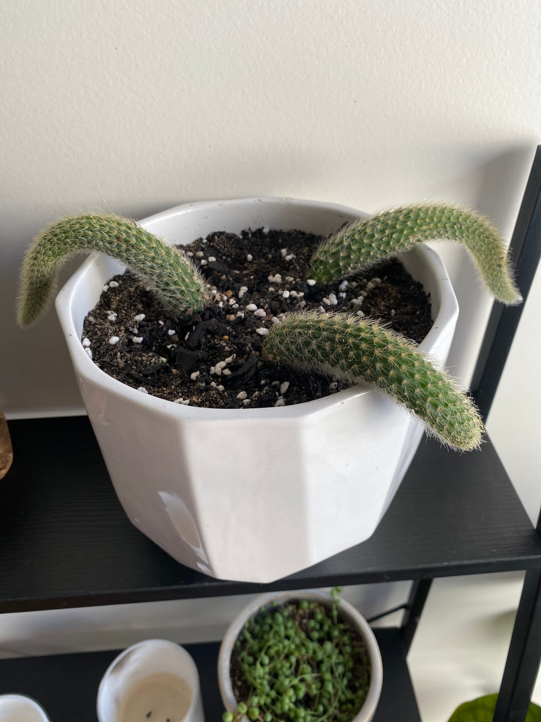 Customer photo review of Monkey Tail Cactus
