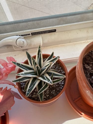 Customer photo review of Agave Victoriae Reginae ‘White Rhino’ | White Rhino Agave