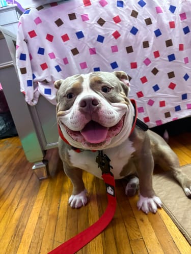 Customer photo review of Bully Proof Set Leash + Collar