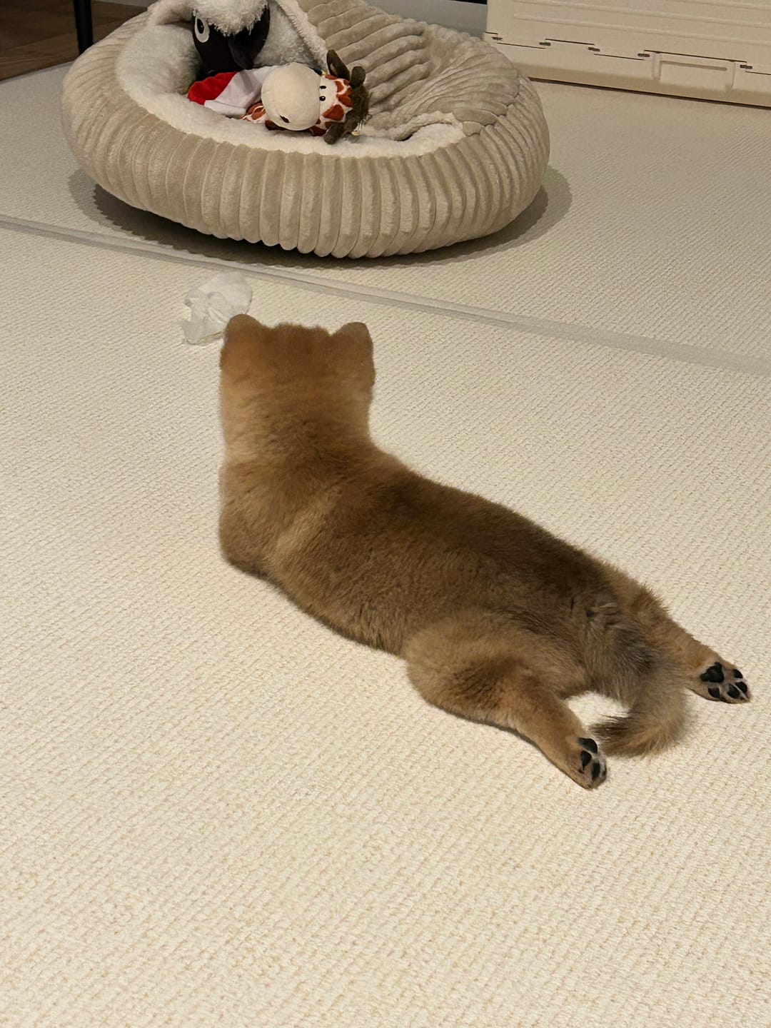 Customer photo review of PARKLON DIYペットロールマット 幅が選べる５サイズ　厚み1.2cm長さ700cm