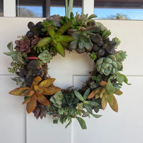 Customer photo review of Assorted Succulent Cuttings