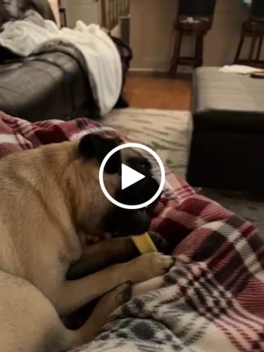 Customer video review of MIX FLAVORED CHEWS ( A PACK OF 6 STICKS )