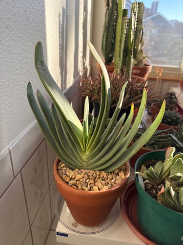 Customer photo review of Aloe plicatilis | Fan Aloe