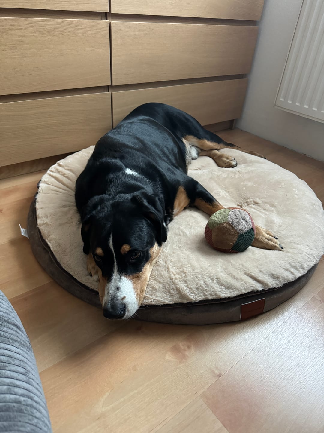Customer photo review of Orthopädische Hundeinsel "Easy"
