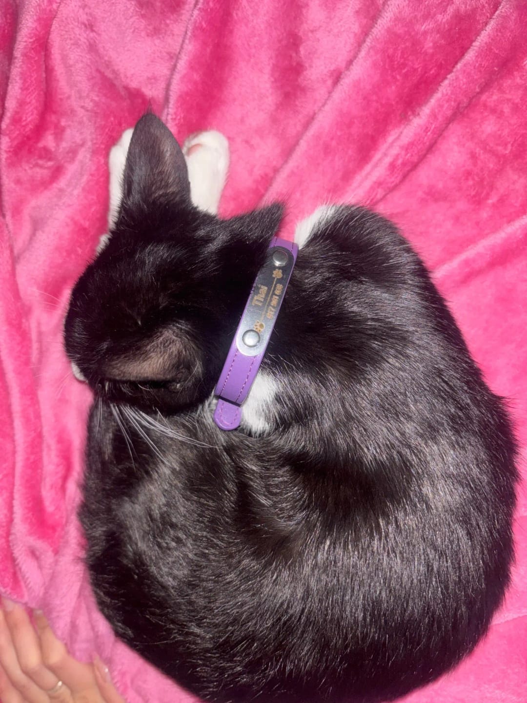 Customer photo review of Personalized PU Leather Pet Collar with Carved Name ID and Anti-Lost Feature - For Dogs and Cats