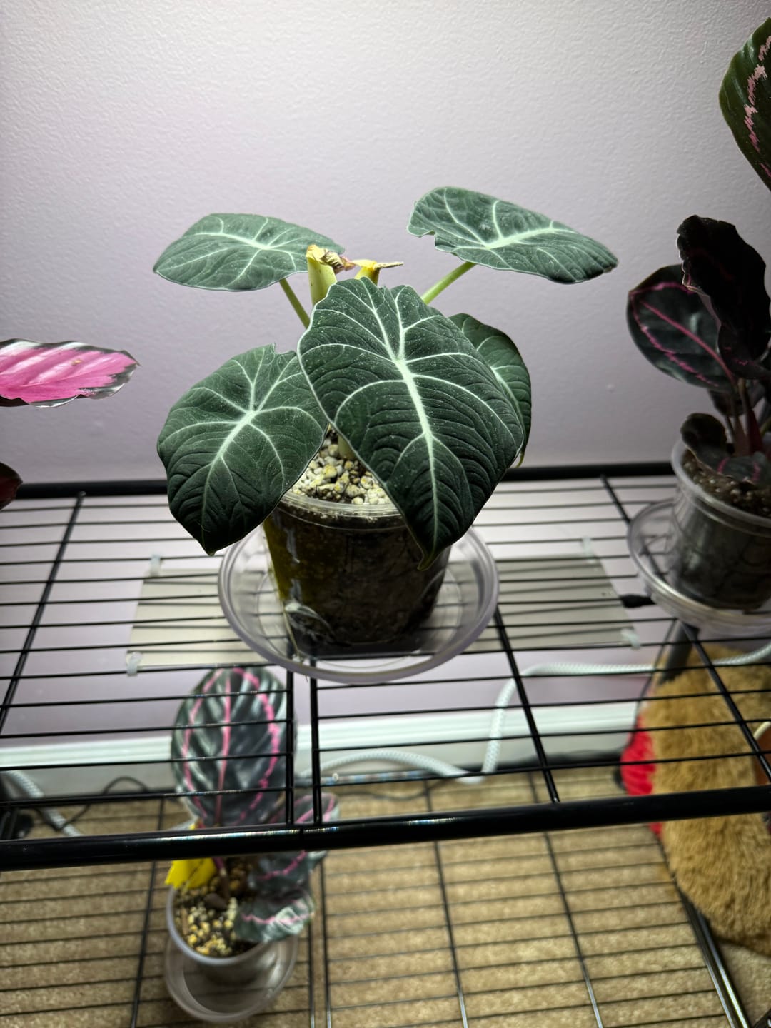 Customer photo review of Alocasia reginula "Black Velvet"