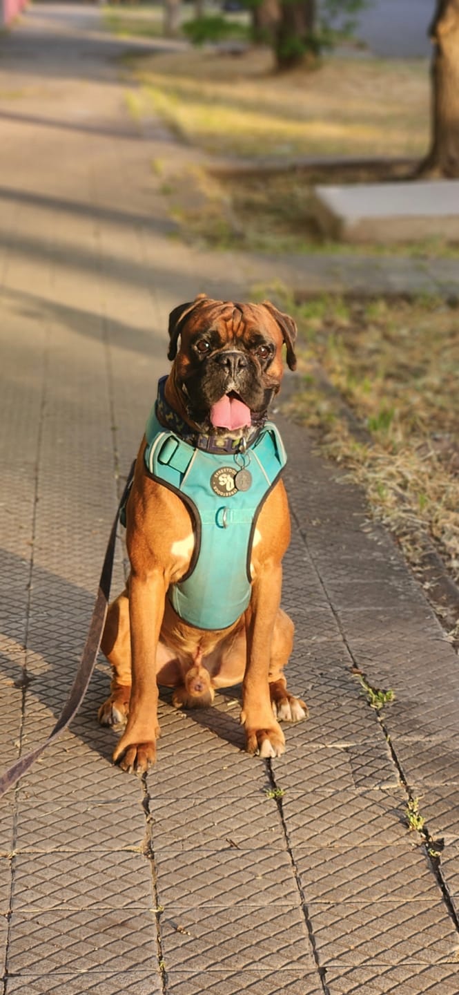 Customer photo review of Arnés Comfort para Perros - Street Dogs - Turquoise