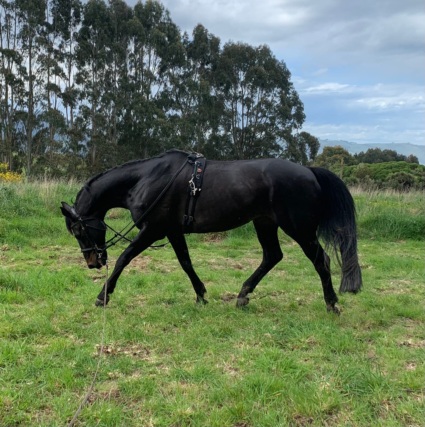 Customer photo review of EquiBind