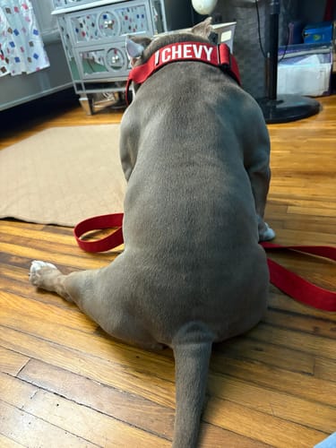 Customer photo review of Bully Proof Set Leash + Collar