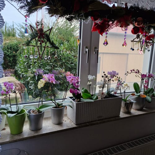 Customer photo review of Table Dance Farbmix im 6er Set mit 2 Rispen