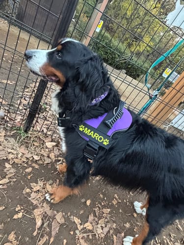 Customer photo review of 【プレミアム版】FunFunPet 高機能ハーネス （お名前タグ作成サービス付き）