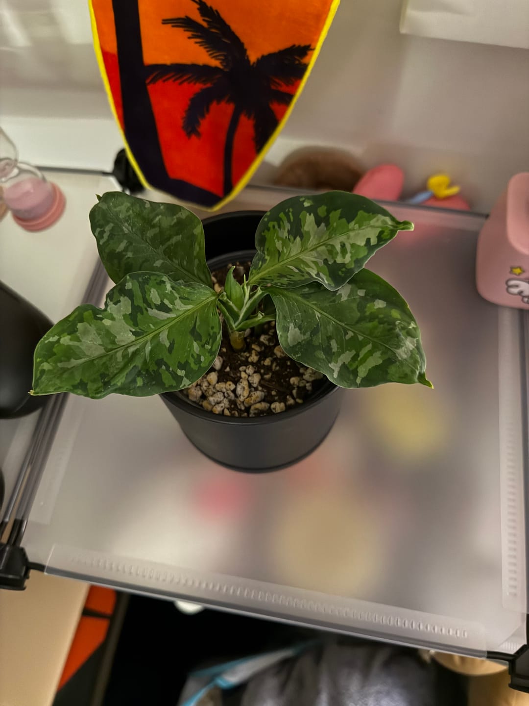 Customer photo review of Aglaonema pictum tricolor