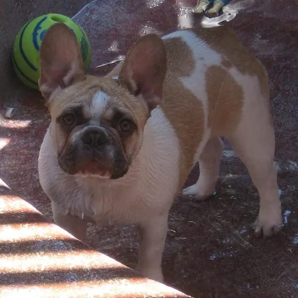 Customer photo review of Christmas Greeting Card, French Bulldog: Merry Christmas