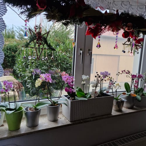 Customer photo review of Table Dance Farbmix im 6er Set mit 1 Rispe