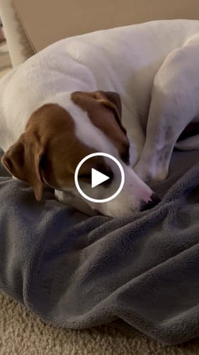 Customer video review of Freezbox - Super Tough Treat Toy