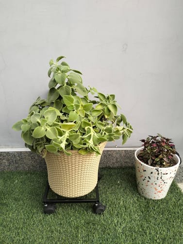 Customer photo review of United Crafts Rozy Wheel Pot Stands for Planters