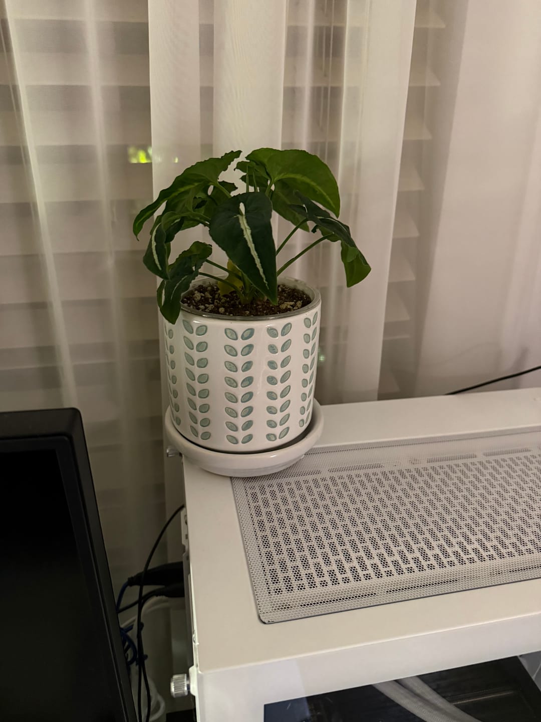 Customer photo review of Syngonium wendlandii
