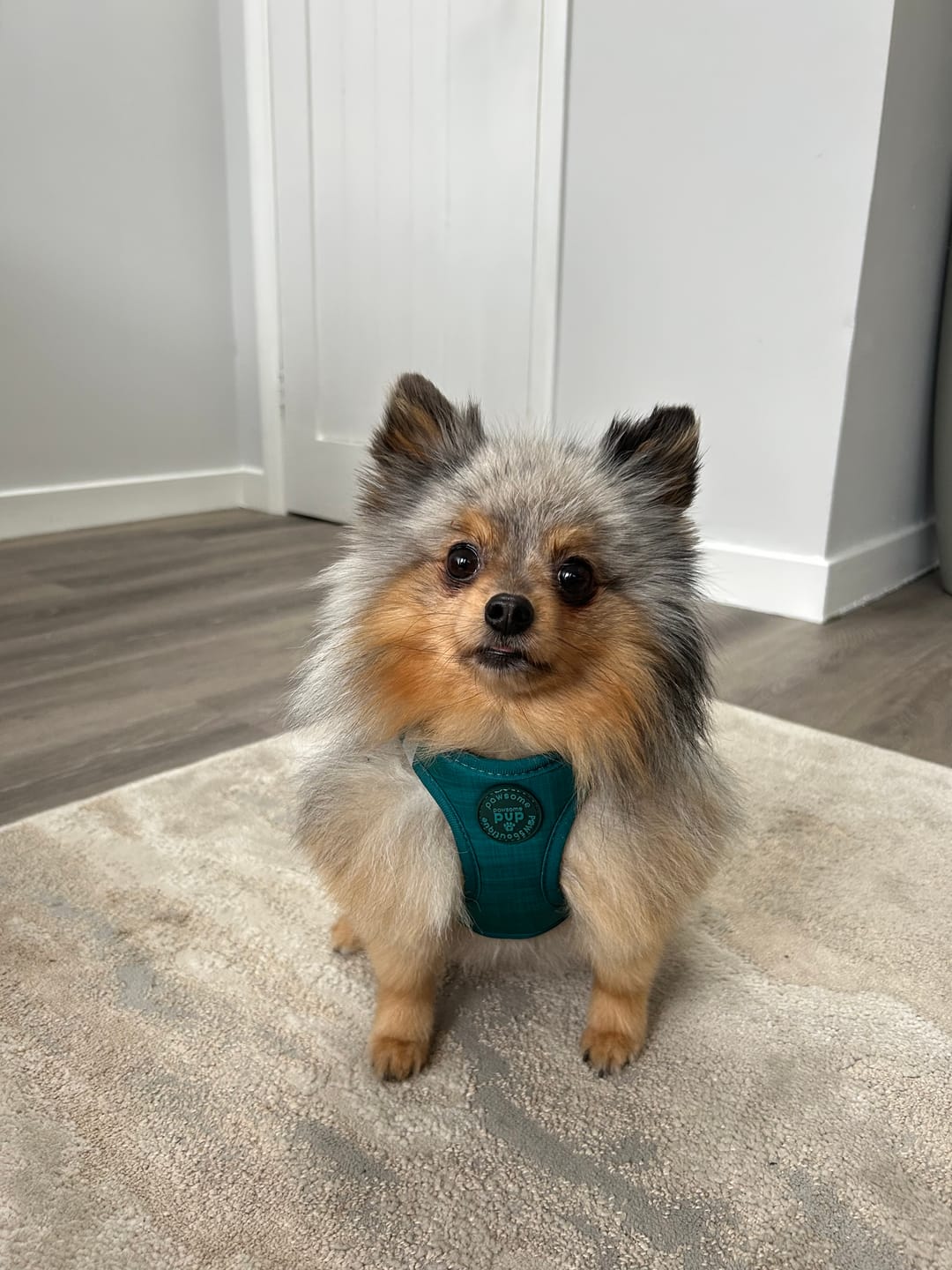 Customer photo review of Pawsome Pup Harness - Emerald