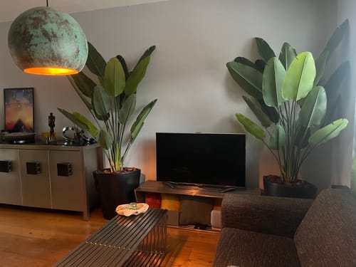 Customer photo review of Strelitzia Kunstplant 180cm