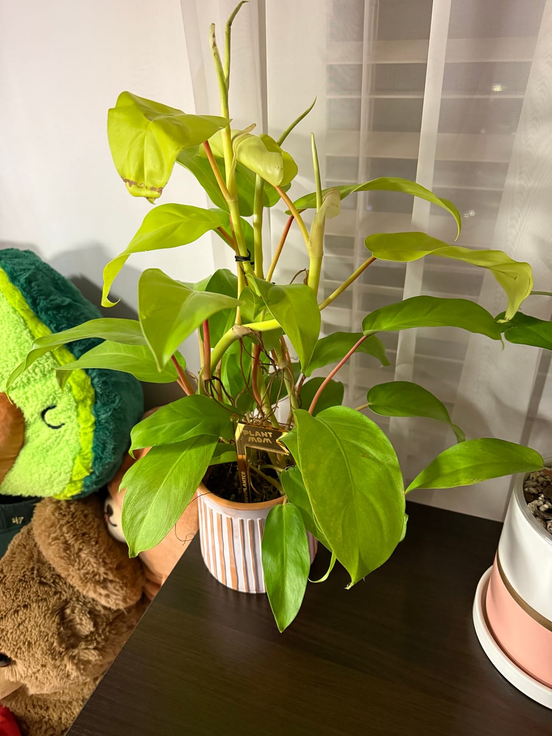 Customer photo review of Philodendron 'Lemon Lime' Upright Vining