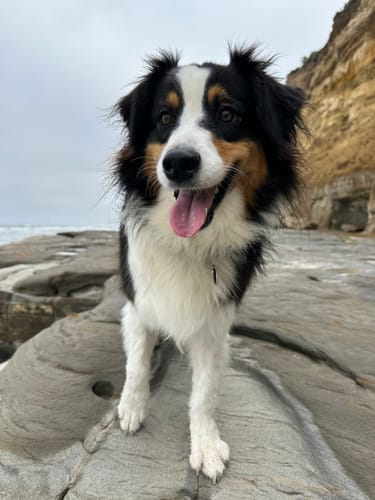 Customer photo review of Itch & Allergy