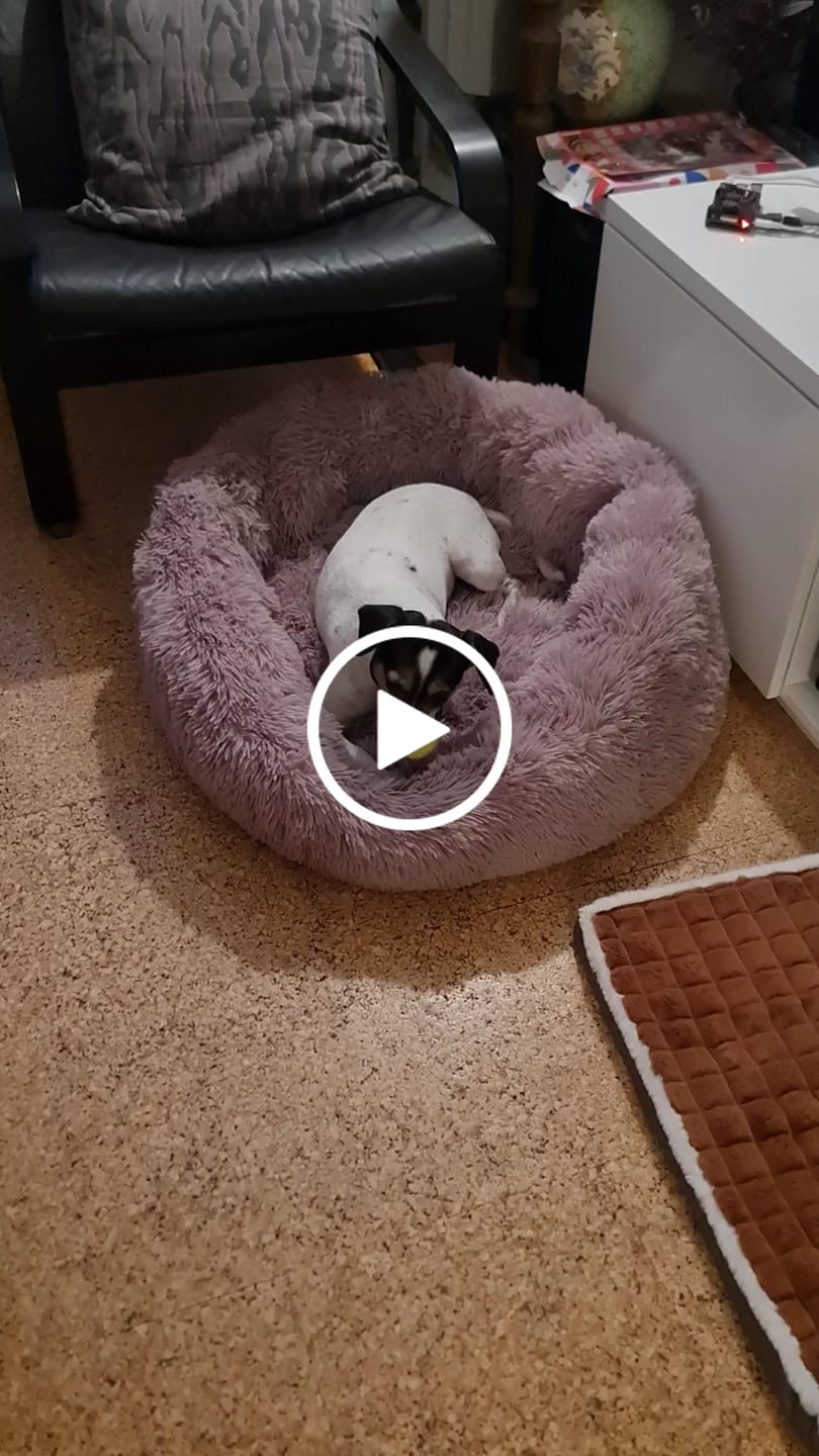 Customer video review of KONG - SqueekAir bolde 3 stk.