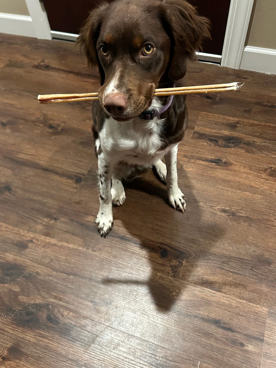 Customer photo review of Bully Bargain Bag