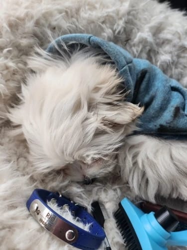 Customer photo review of Personalized PU Leather Pet Collar with Carved Name ID and Anti-Lost Feature - For Dogs and Cats