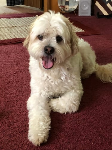 Customer photo review of PUPVOTE: 2025 Cutest Pet Calendar (Official Edition)