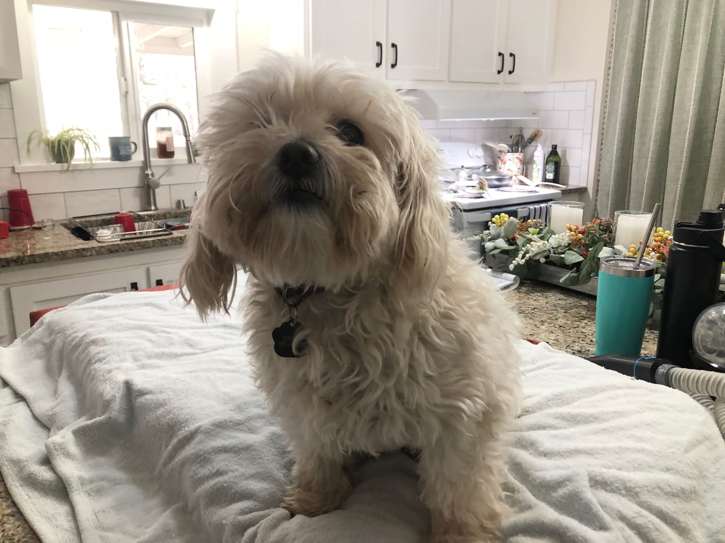 Customer photo review of Original Pet Grooming Vacuum Kit